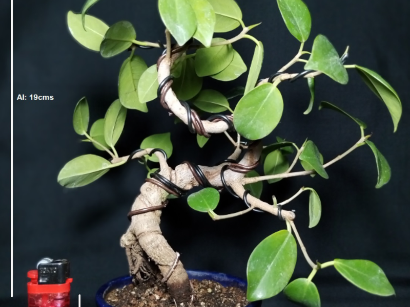 Bonsai Midori Guatemala