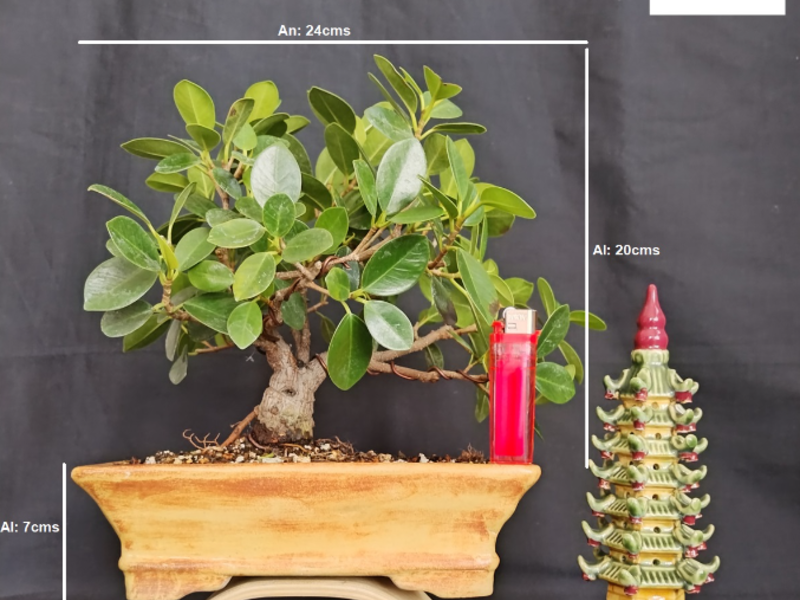 Bonsai Tsuki Guatemala