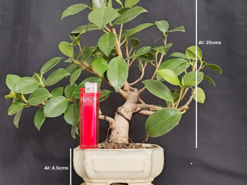 Bonsai Ryu Guatemala