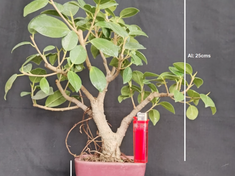 Bonsai Hanami Guatemala