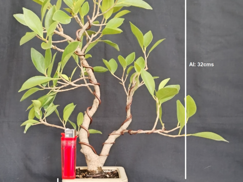 Bonsai Kohana Guatemala