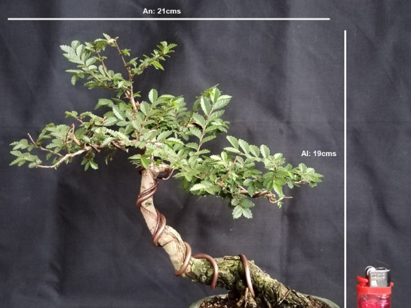 Bonsai Isamu Guatemala