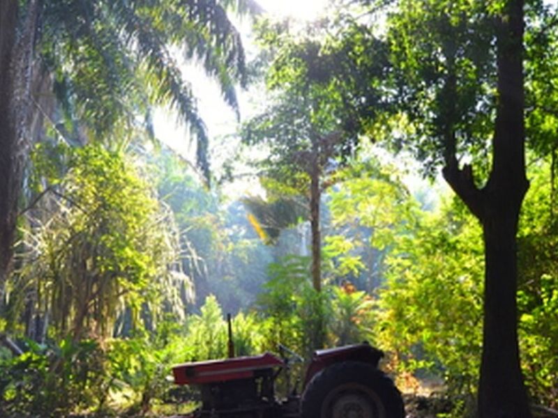 Gramas Guatemala