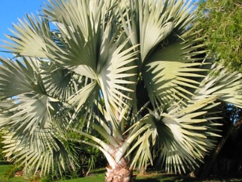 Palmera Guatemala
