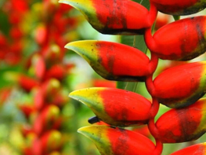 Planta Heliconia Guatemala