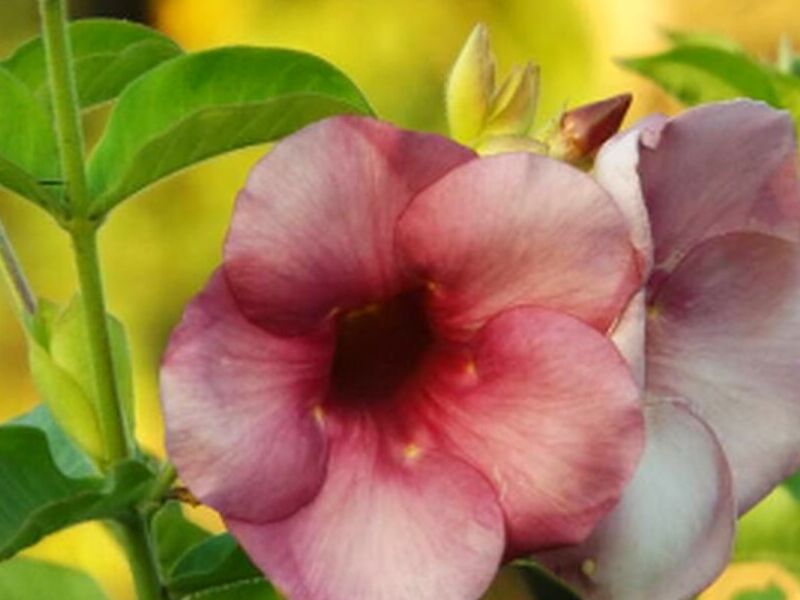 Flores Guatemala