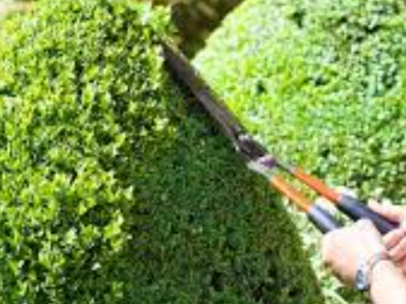 Podado Plantas Guatemala