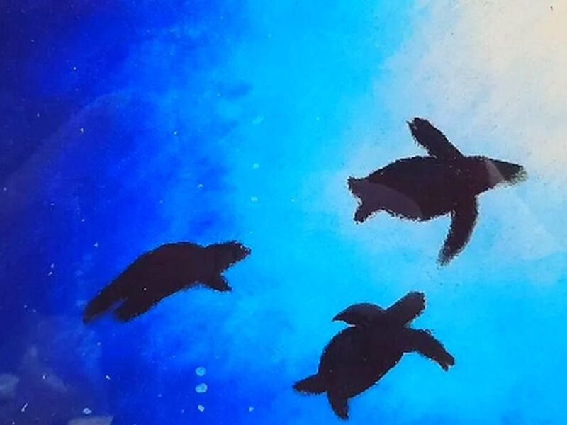 Cuadro tortugas Guatemala