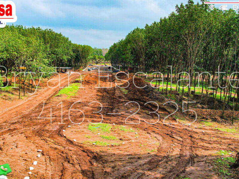 Proyecto 005 Guatemala