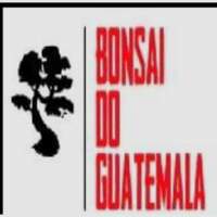 Bonsai Do Guatemala