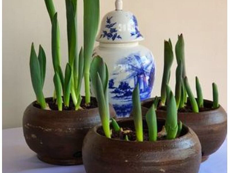 Tulipán macetas Guatemala 