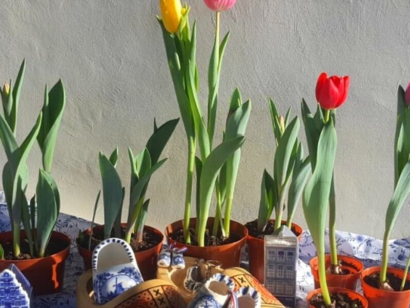 Tulipán macetas Mixco