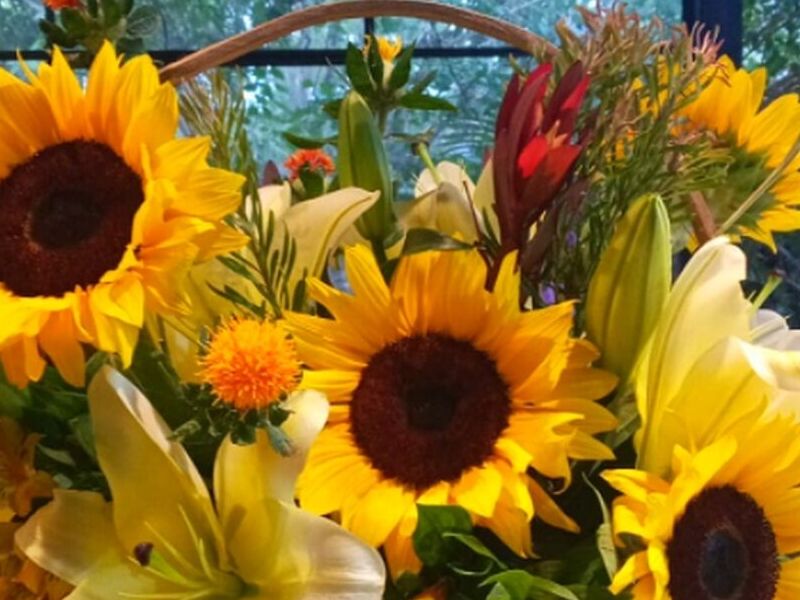Girasoles Villa Nueva 