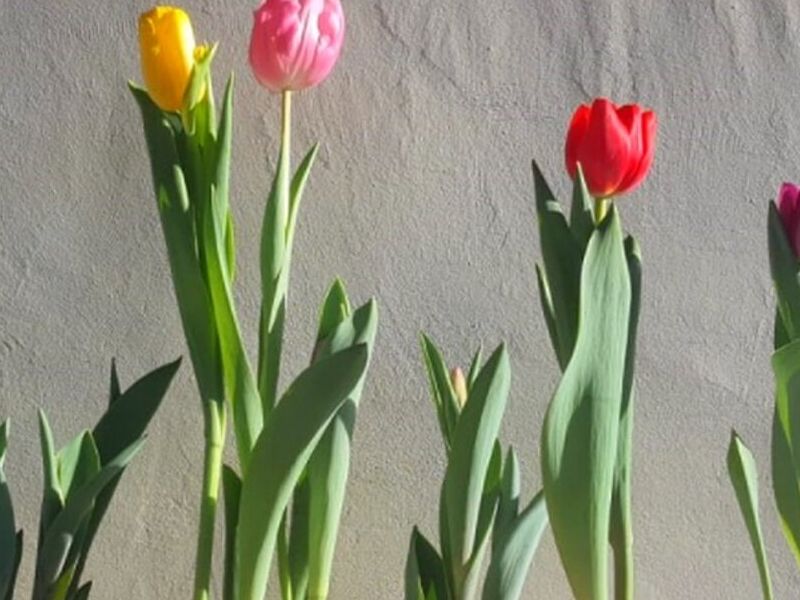 Tulipanes Mixco