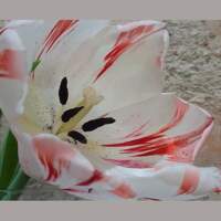 Mima Flor – Tulipanes