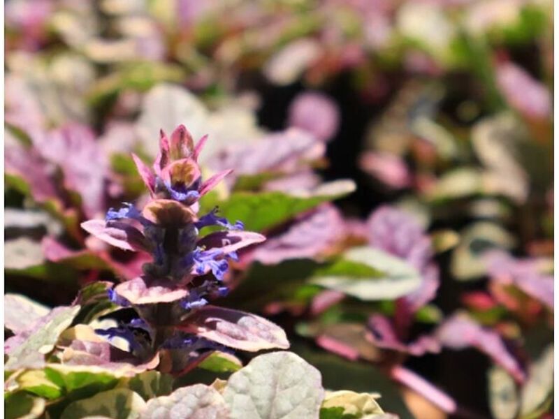 Ajuga Guatemala 