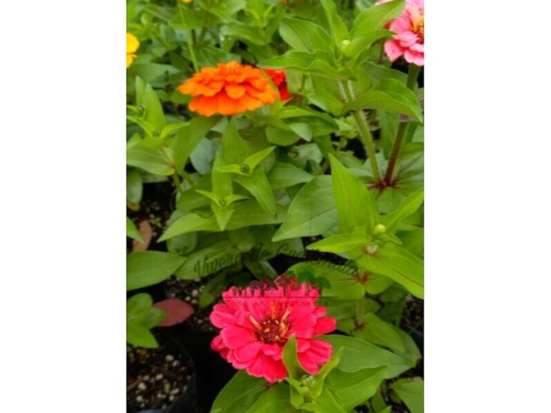 Zinnia Guatemala 