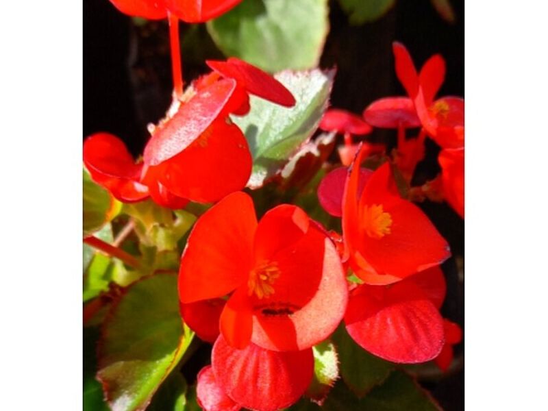 Begonia Guatemala 