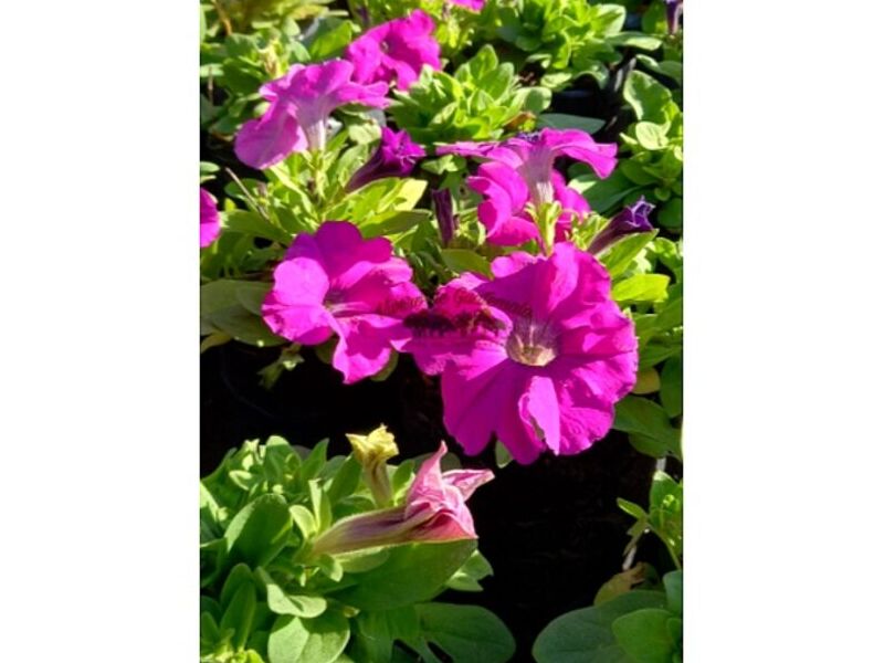 Petunia Guatemala 