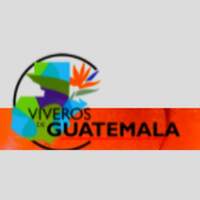 Vivero de Guatemala