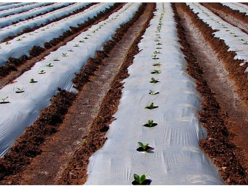 Plásticos Agrícolas Guatemala