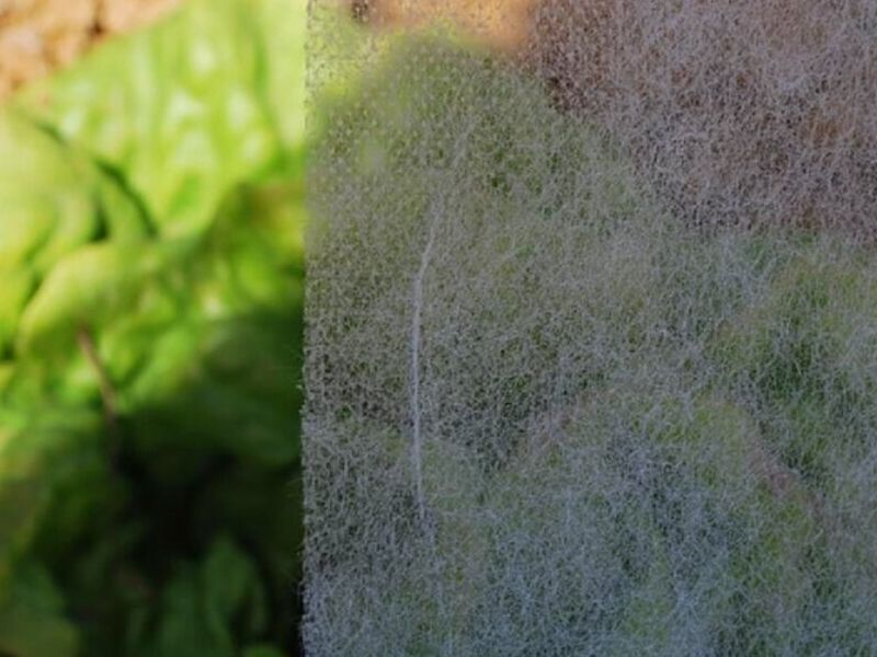 AGRICOVER GUATEMALA 