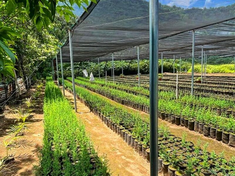 Vivero Especies Forestales Amatitlán