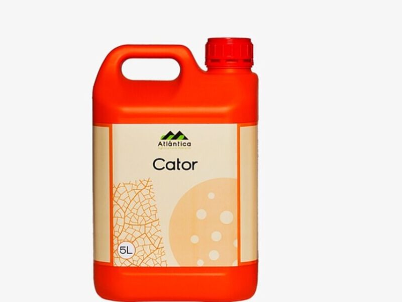 Cator Guatemala 