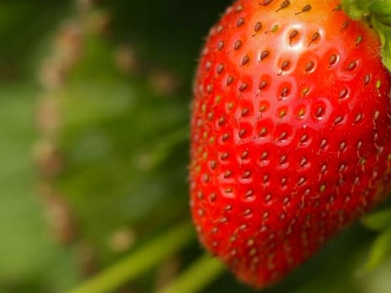 Biocontrol Guatemala 