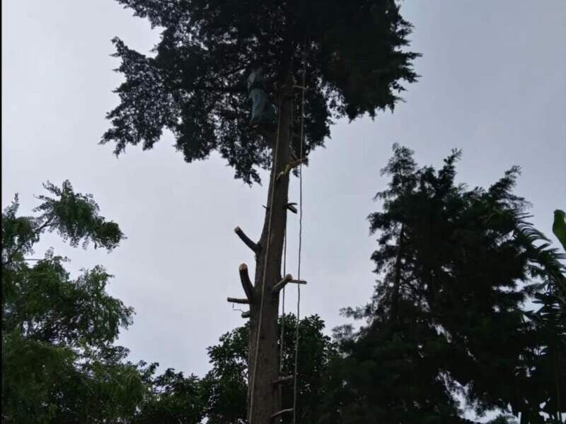 Tala completa de árbol 