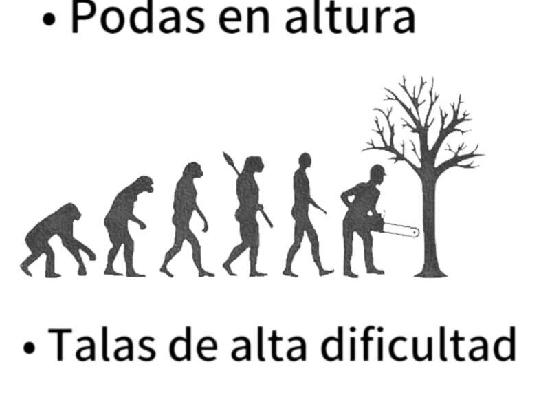 Poda de altura