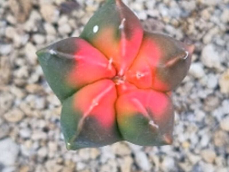 Suculenta decorativa Jutiapa