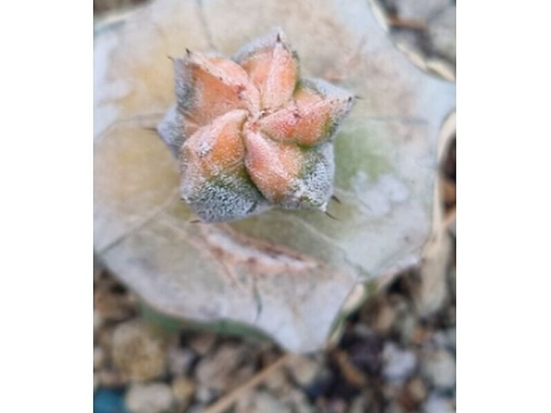 Suculenta ornamental Jutiapa