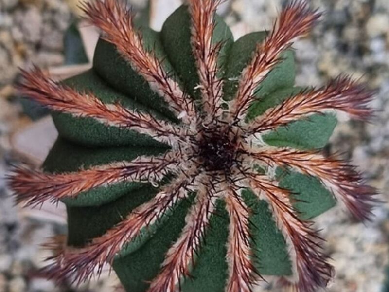 Cactus ornato Jutiapa