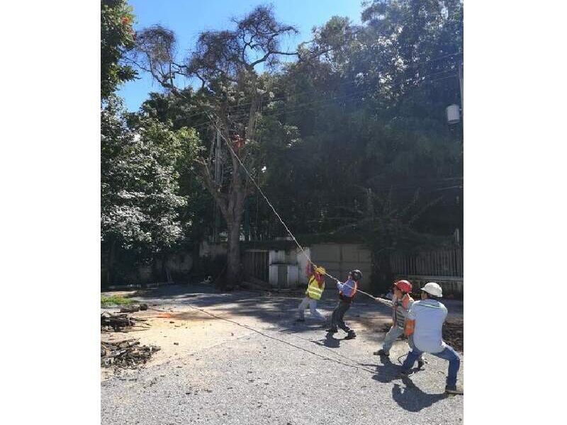 Árboles muertos en riesgo Guatemala