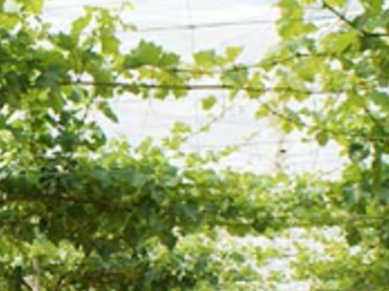 Mallas antigranizo La Alameda Novagric 