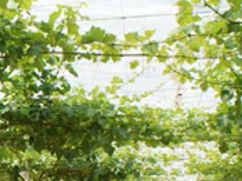 Mallas antigranizo Guatemala Novagric