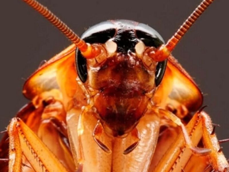 Control de insectos Guatemala 