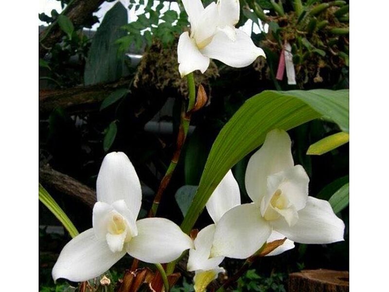 Flores Guatemala