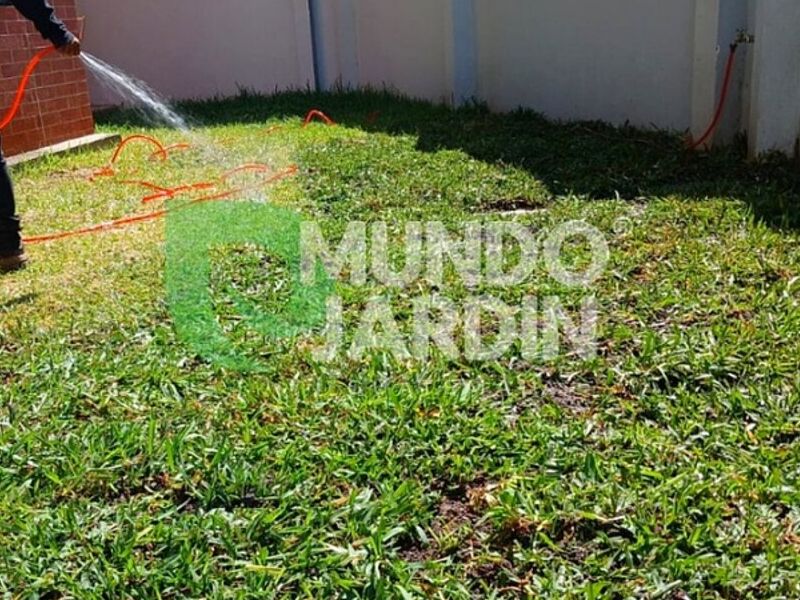 Jardín césped Guatemala