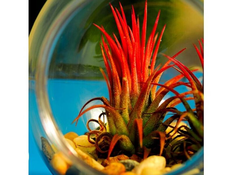 Terrario colgante Guatemala