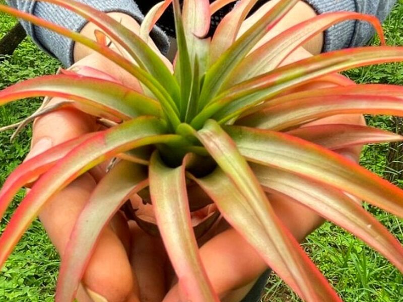 Tillandsia gigante Guatemala