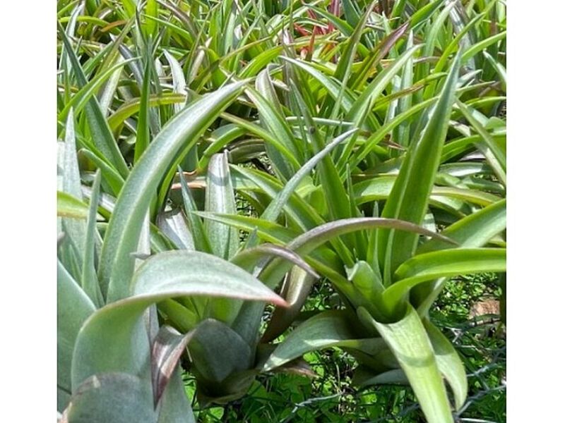 Tillandsias Guatemala