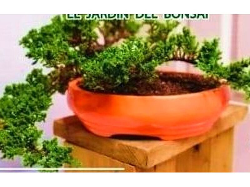 Maceta bonsai Guatemala