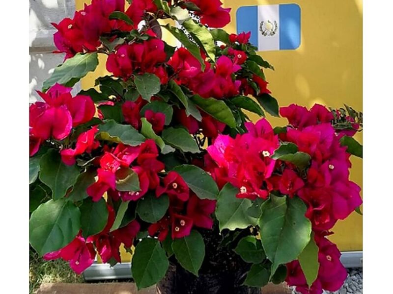 Maceta flores Guatemala