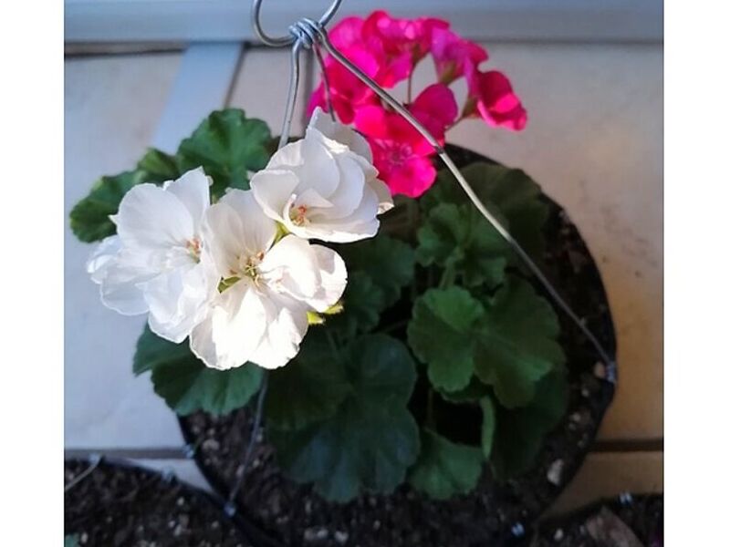 Maceta flor blanca Guatemala