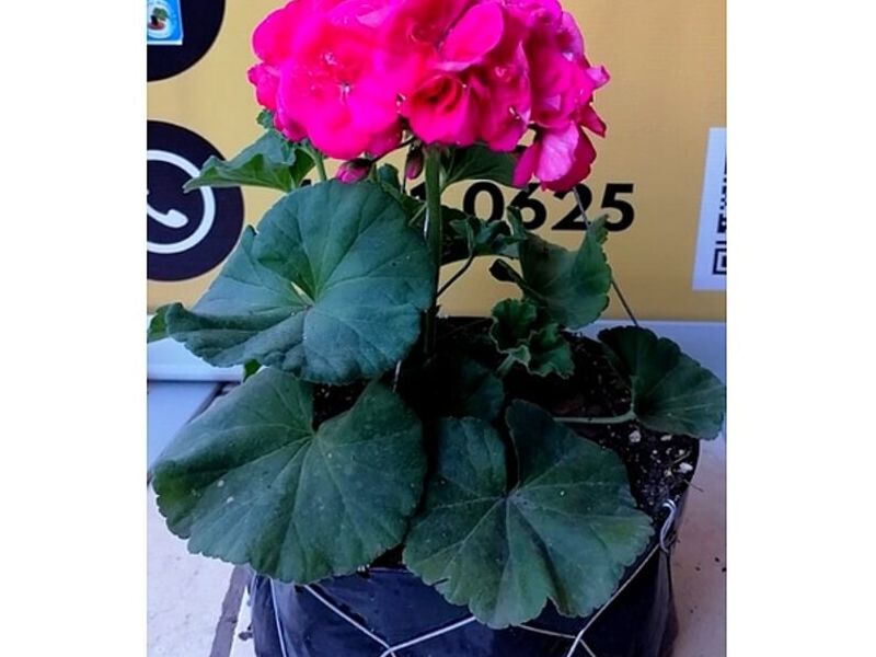 Maceta flor fucsia Guatemala