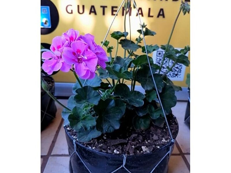 Maceta flor rosa Guatemala