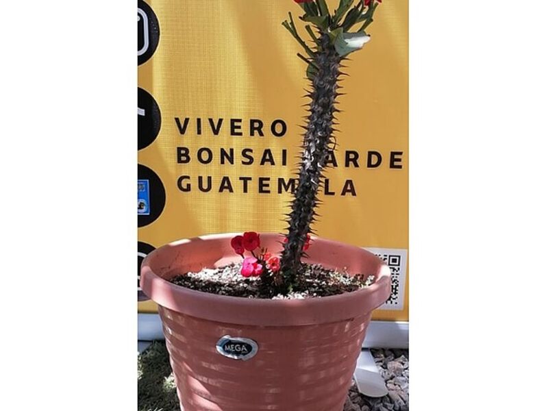 Maceta plástica Guatemala