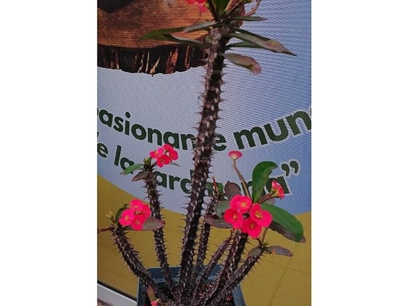 Maceta cuadrada Guatemala
